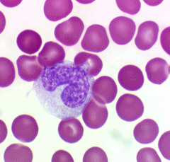 <p>Large leukocytes with an elongated kidney-shaped nucleus and azurophilic granules; differentiate into tissue phagocytes such as macrophages, Kupffer cells, microglia, dust cells, and osteoclasts</p>