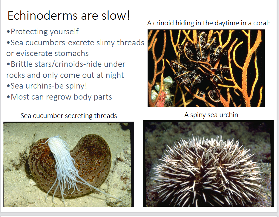 <p>-sea cucumbers excrete slimy threads or eviscerate their stomachs</p><p>-brittle stars/crinoids hide under rocks and only come out at night</p><p>-sea urchins are spiny</p><p>-most can regrow their body parts</p>