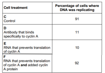 <p>Scientists investigated the function of a eukaryotic cell protein called cyclin A which is thought to be involved with the binding of one of the enzymes required at the start of DNA replication.</p><p>Treated cultures of cells in the following ways:</p><p>C – Control cells, untreated</p><p>D – Added antibody that binds specifically to cyclin A</p><p>E – Added RNA that prevents translation of cyclin A</p><p>F – Added RNA that prevents translation of cyclin A and added cyclin A protein</p><p>They then determined the percentage of cells in each culture in which DNA was replicating. Their results are shown in the table.</p><p>Suggest explanations for the results in the table. (3 marks)</p>