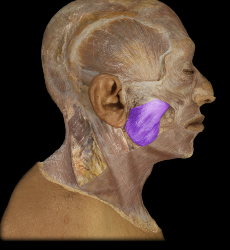 <p>Identification.</p>