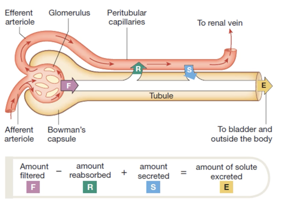 <ul><li><p>Kidney is involved</p><ul><li><p>Blood —> kidney —> nephrons (where the blood plasma gets filtered) —> filter into ureter —> bladder —> urethra</p></li></ul></li><li><p>1584 L into the kidneys</p></li><li><p>180 L filtrate formed a day</p></li><li><p>1.8 L of urine secreted/day</p></li></ul><div data-type="horizontalRule"><hr></div><p>Not all filtrate gets secreted</p><p></p>