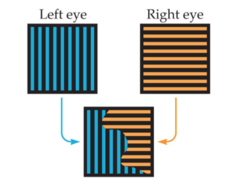 <p>binocular rivalry</p>