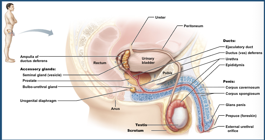 <p>the scrotum </p>
