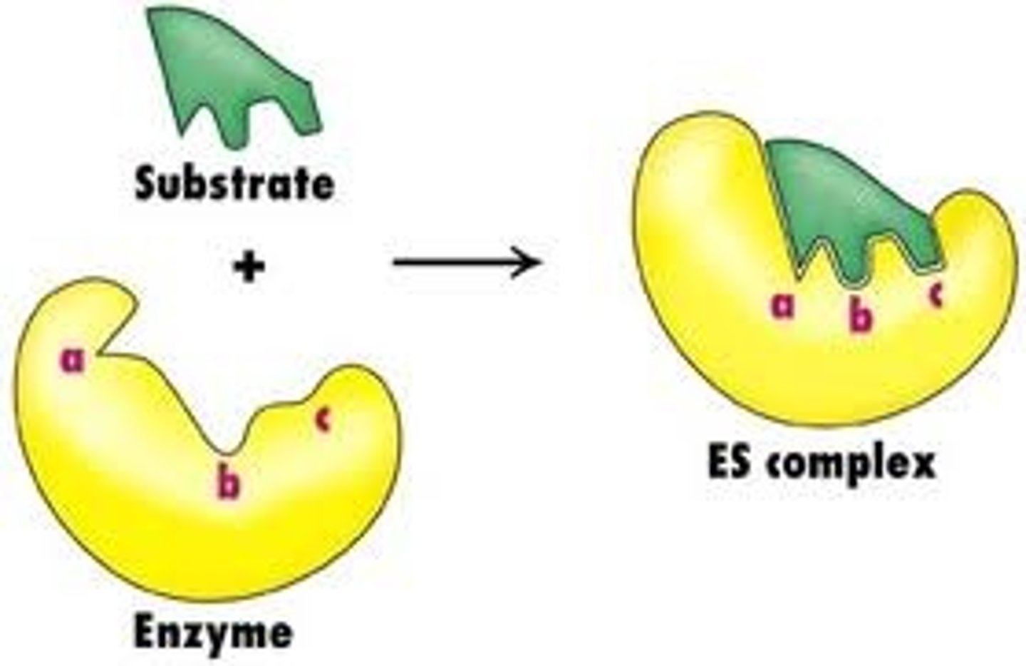 <p>The model of enzyme action that states that since enzymes are flexible structures, binding of the substrate to the enzyme alters the shape of both the enzyme and the substrate, providing a better fit and, in so doing, reducing the activation energy for the reaction required.</p>