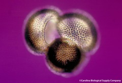<p>Phylum?</p>