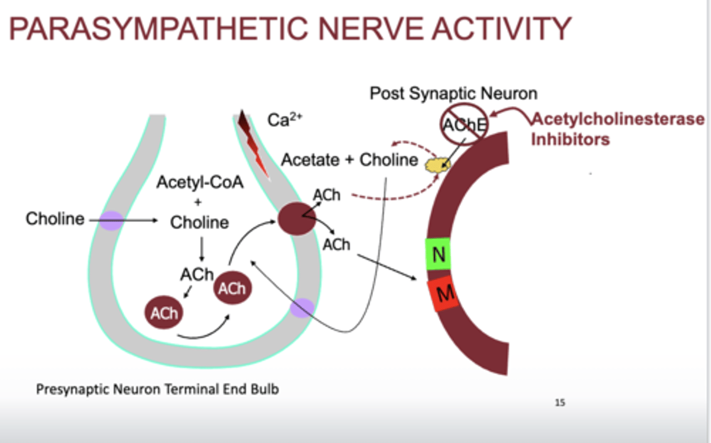 <p>- AChE inhibitors cause parasympathetic activity</p><p>- prevent breakdown of ACh</p><p>- edophonium</p><p>- pyridostigmine</p><p>- neostigmine</p><p>- donezapil</p>