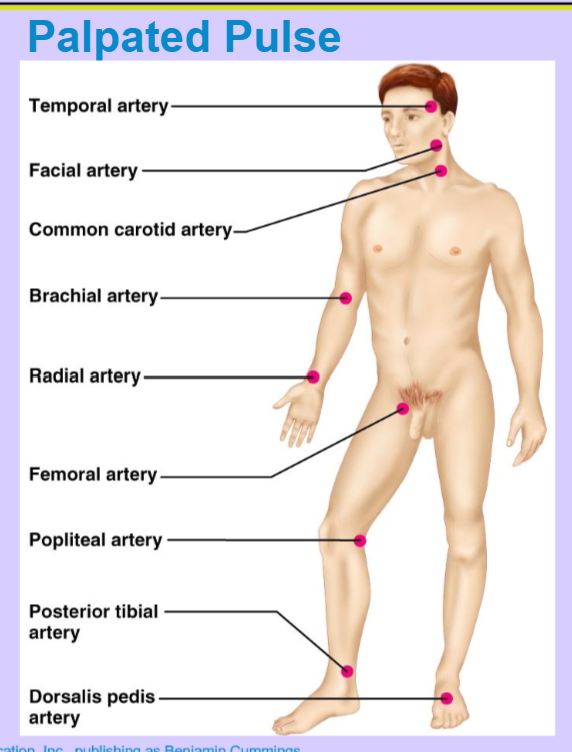 <p>pressure wave caused by the expansion and recoil of elastic arteries</p>