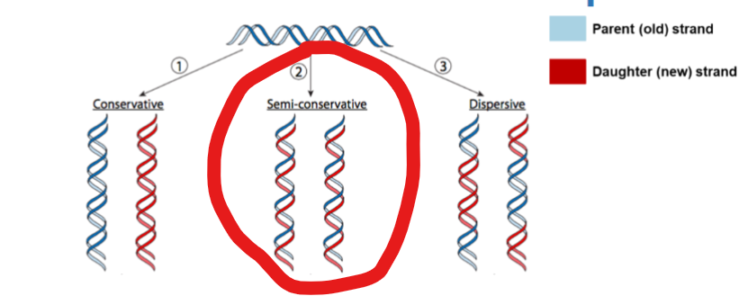 <p>What is the mechanism of DNA Replication’</p>
