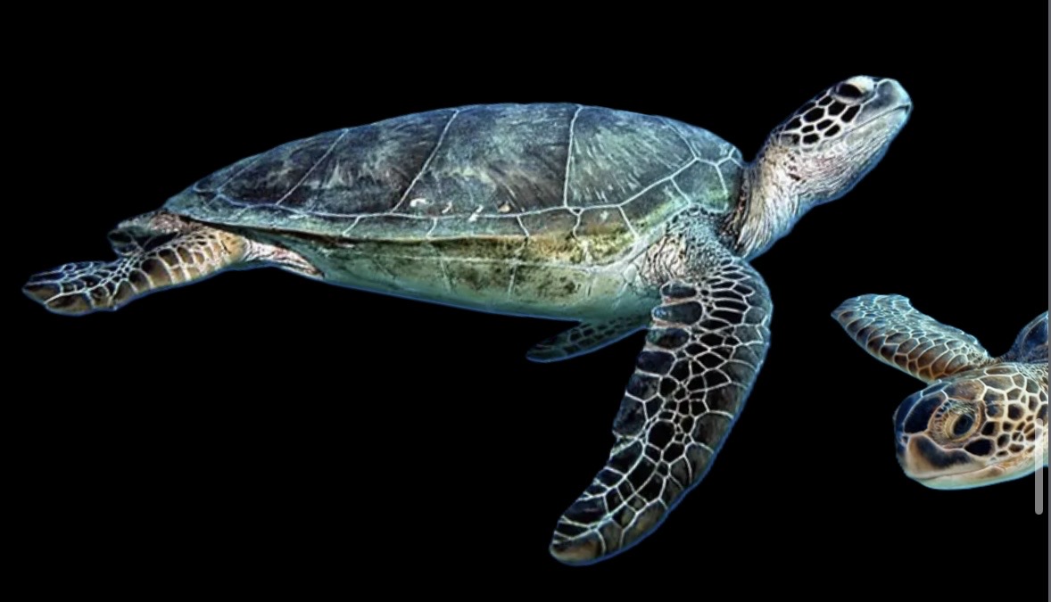 <p>Short unhooked beak</p><p>1 claw, 1 pair of prefrontal scales, 4 lateral scales</p>