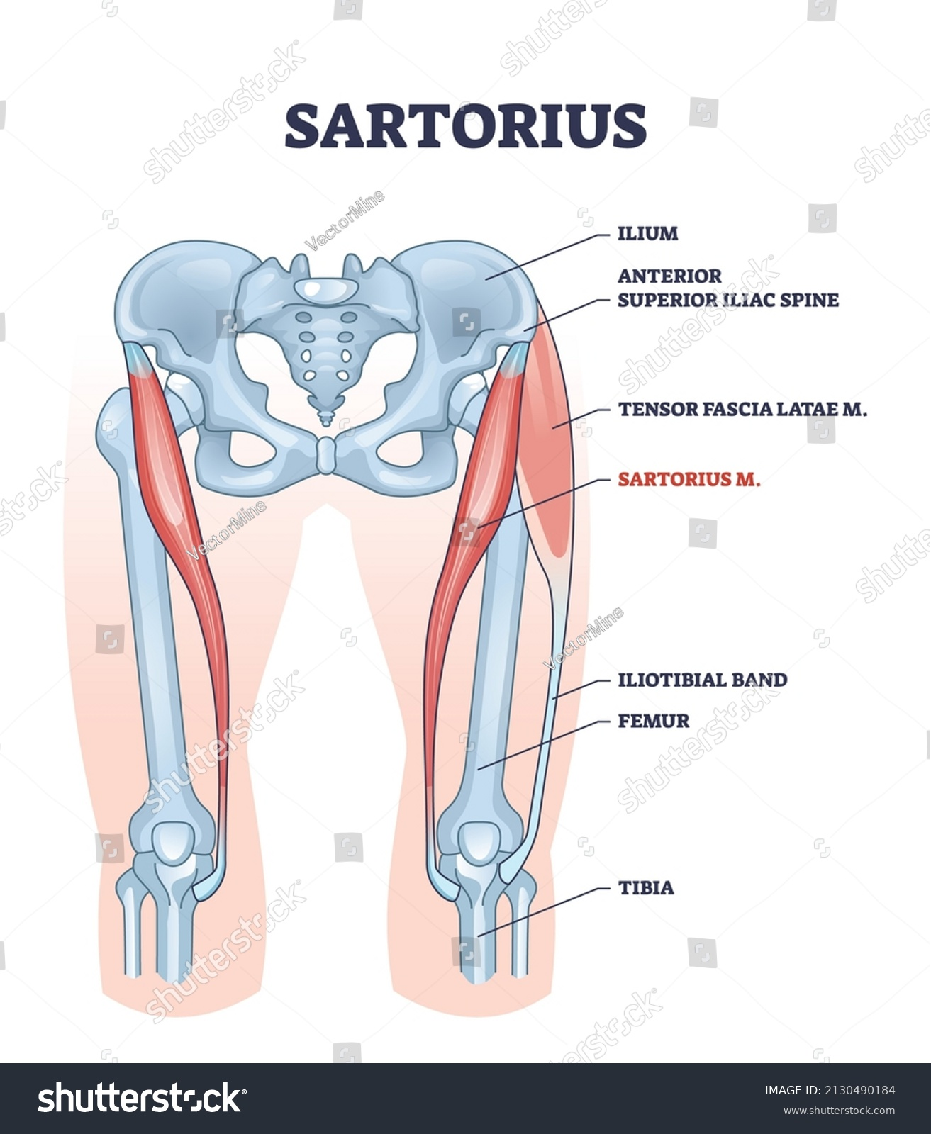 <p>sartorius</p>