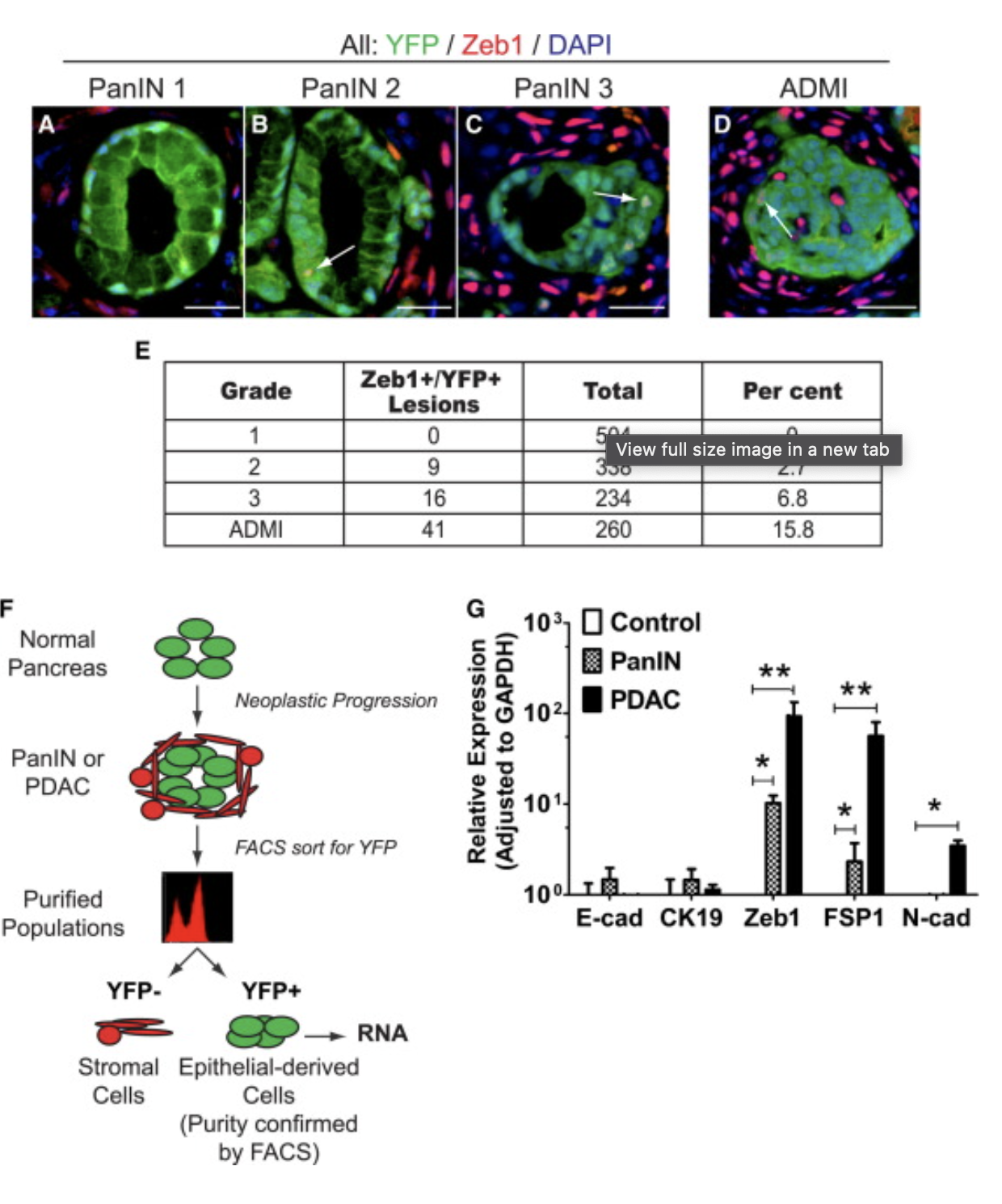 <p>In the qPCR panel which genes are mesenchymal or epithelial?</p>