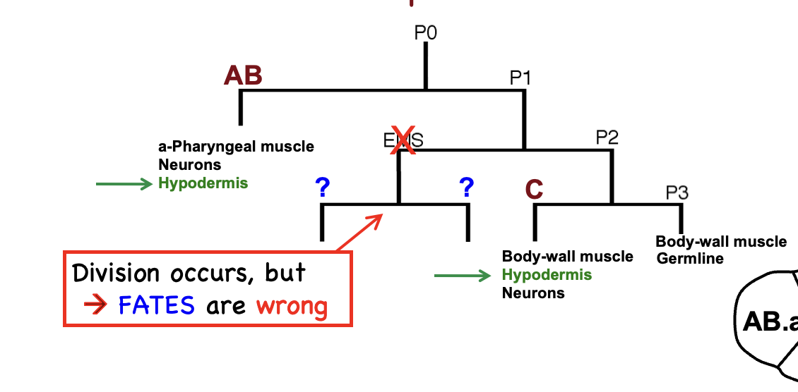 <ul><li><p>Division of EMS still occurs, but cell fates are wrong</p></li><li><p>In the absence of SKN-1, EMS cells follow cell fate C, which makes hypodermis</p></li><li><p>SKN-1 is a transcription factor EMS daughter fates require SKN-1, and MS daughter fate is instrinsic (autonomous)</p></li></ul><p></p>