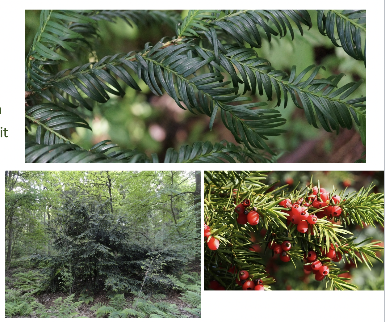<p>(Inheems, ondergroei in beukenbossen)</p>