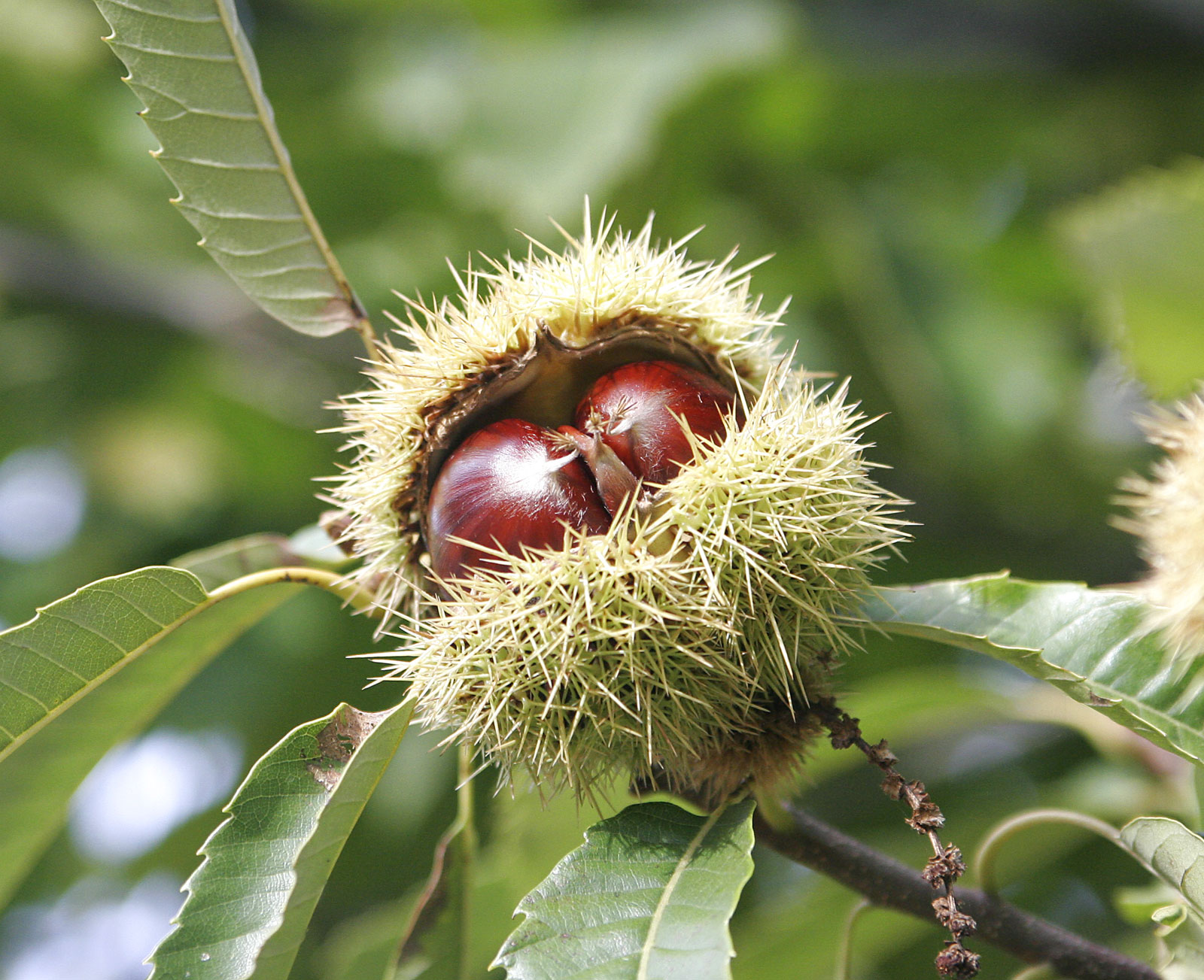 <p><strong>Common Name</strong>: Sweet chestnut</p><p><strong>Parts Used</strong>: Leaves, bark/wood, shells (pericarp, integument)</p><p><strong>Use/s</strong>: Antioxidant, antimicrobial, respiratory issues, anti-inflammatory, anti-cancer</p><p><strong>Major Metabolites</strong>: <strong>Castalagin, vescalagin, castalin (gallotannins)</strong>; phenolic acids, flavonoids, triterpenes, saponins</p>