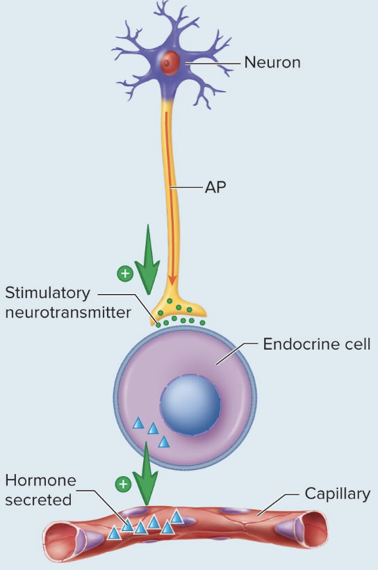<p>Neural Stimuli </p>