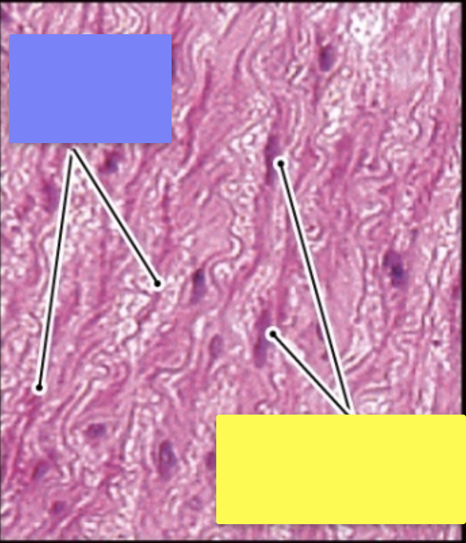 <p>Identify the cells indicated by the yellow box</p>
