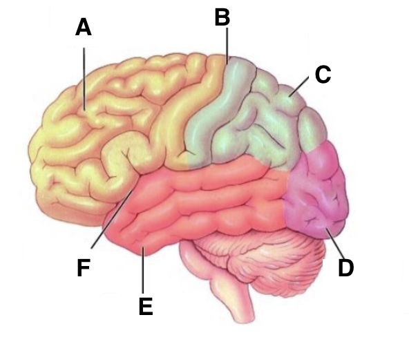 <p>cruciate sulcus</p>
