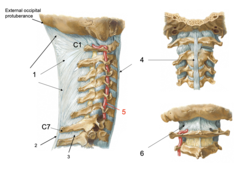 <p>Identify the structure at #2</p>