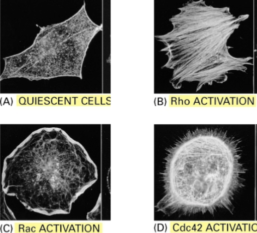 <p>quiescent cells, Rho activation, Rac activation, Cdc42 activation</p>