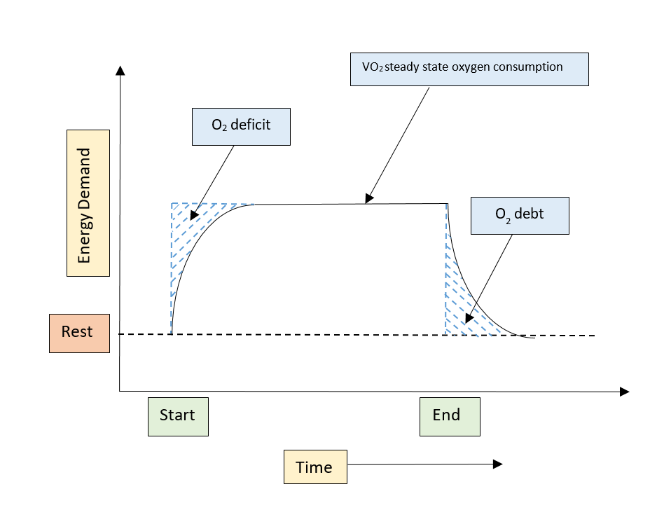 <ul><li><p>The resting requirement identifies how much oxygen is required at rest </p></li><li><p>When we start to exercise the demand for oxygen increases. It taken times to get the oxygen to the working muscles, not all the oxygen can be provided (anaerobic) we get an O2 deficit</p></li><li><p>When we stop exercising the demand for oxygen remains higher (to pay back the deficit) this is EPOC</p></li></ul><p></p>