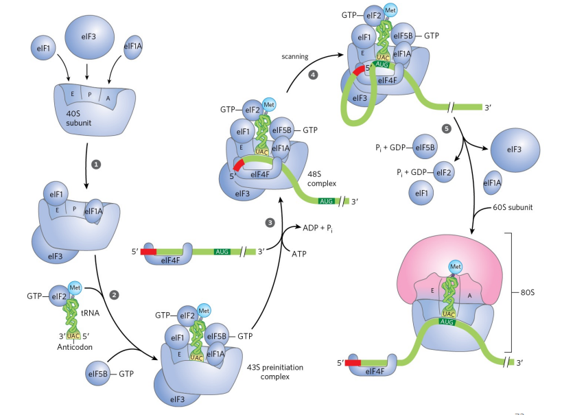 <p>40S subunit is protected by initiation factors </p><ol><li><p>first, tRNA with methionine is loaded into 40S subunit (small subunit) at P site (no formulation of methionine required, and no Shine-Dalgarno)</p></li><li><p>5’ cap and 3’ poly(A) tail are recognized. Recognition is required so that the ribosome doesn’t waste its time on something that’s fragmented (want a full mRNA)'</p></li><li><p>the mRNA &amp; protein gets loaded up onto the small subunit (ATP hydrolysis required)</p></li><li><p>RNA gets pulled out (scanning) when first AUG is hit, we get the W-C interactions (no wobble interactions with methionine). </p></li><li><p>after GTP hydrolysis, elongation factors leave and the big subunit gets added</p></li></ol><p></p>