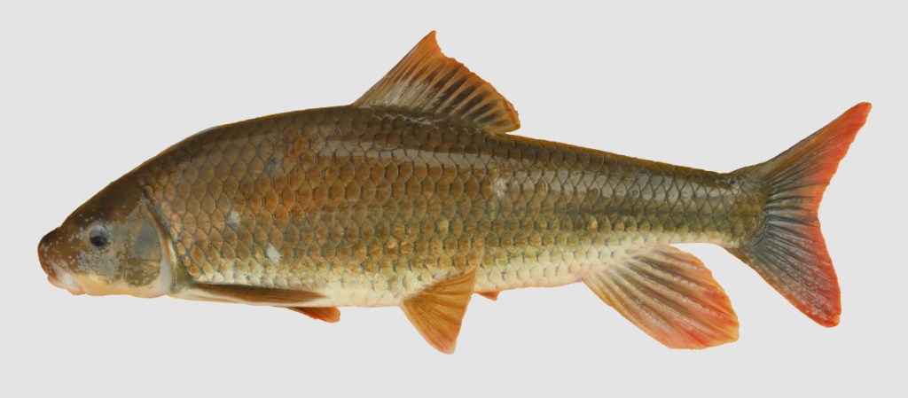 <p>What is the Class, Division, Order, Family, Name, and Scientific Name for this species?</p>
