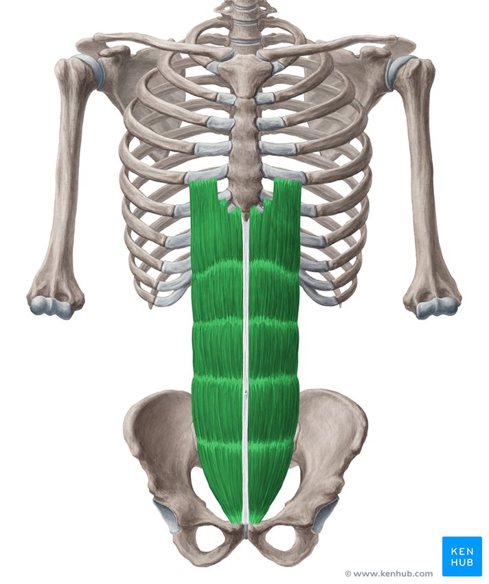 <p>flex the vertebra column</p><p>Origin: pubic symphysis</p><p>Insertion: Costal carilage of rib 5-7/ xiphoid process</p>