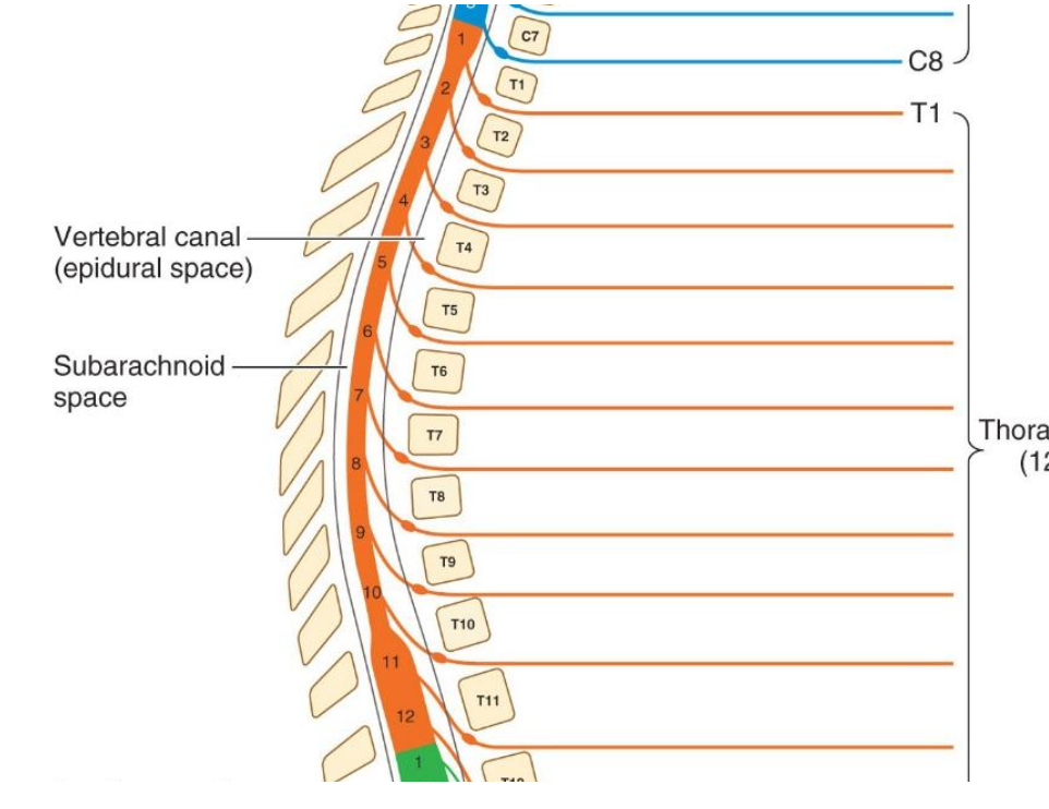 <p><span>Thoracic spinal nerve exit below their corresponding numbered vertebra</span></p>