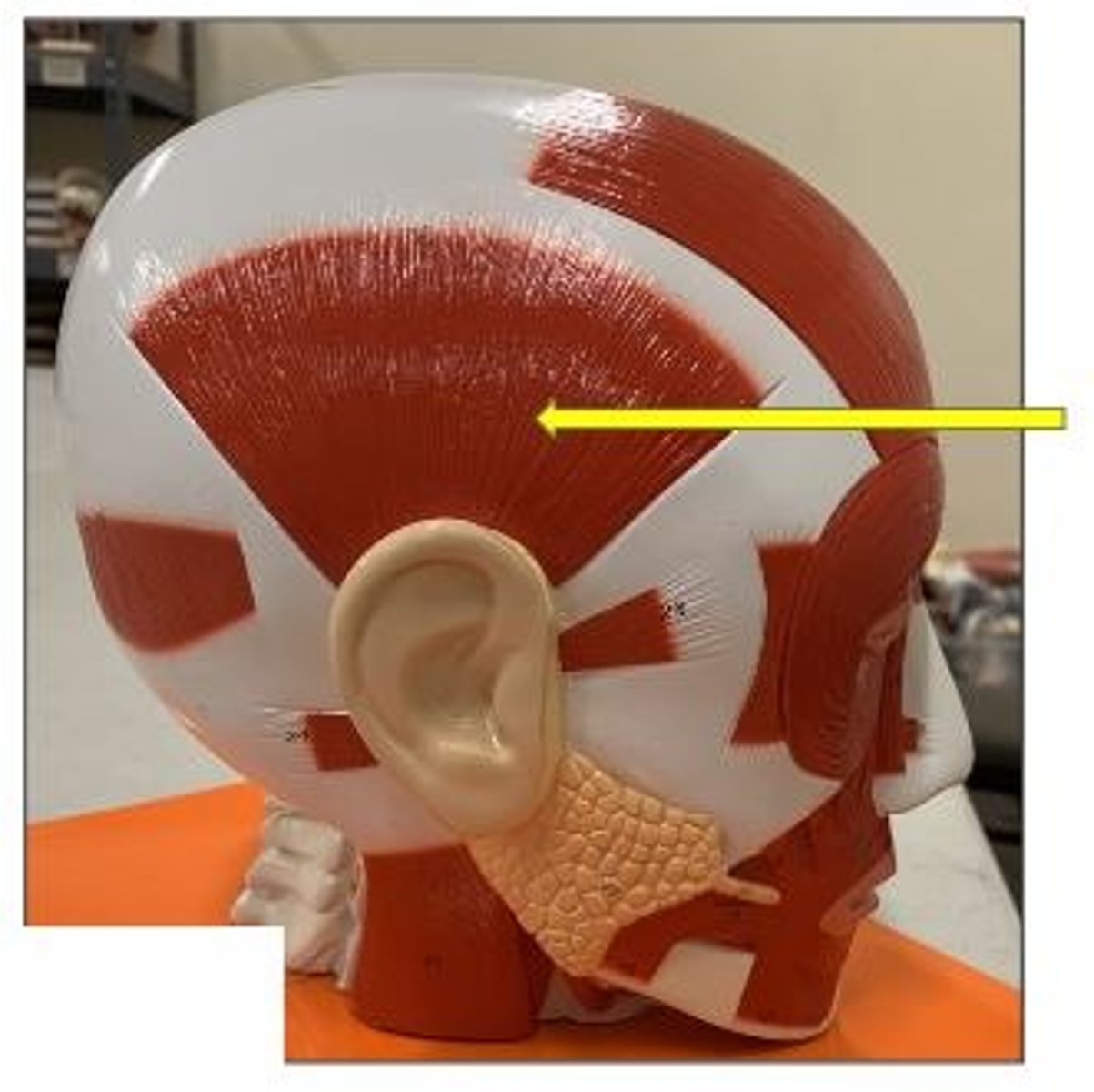 <p>tenses scalp, moves auricle of ear</p>