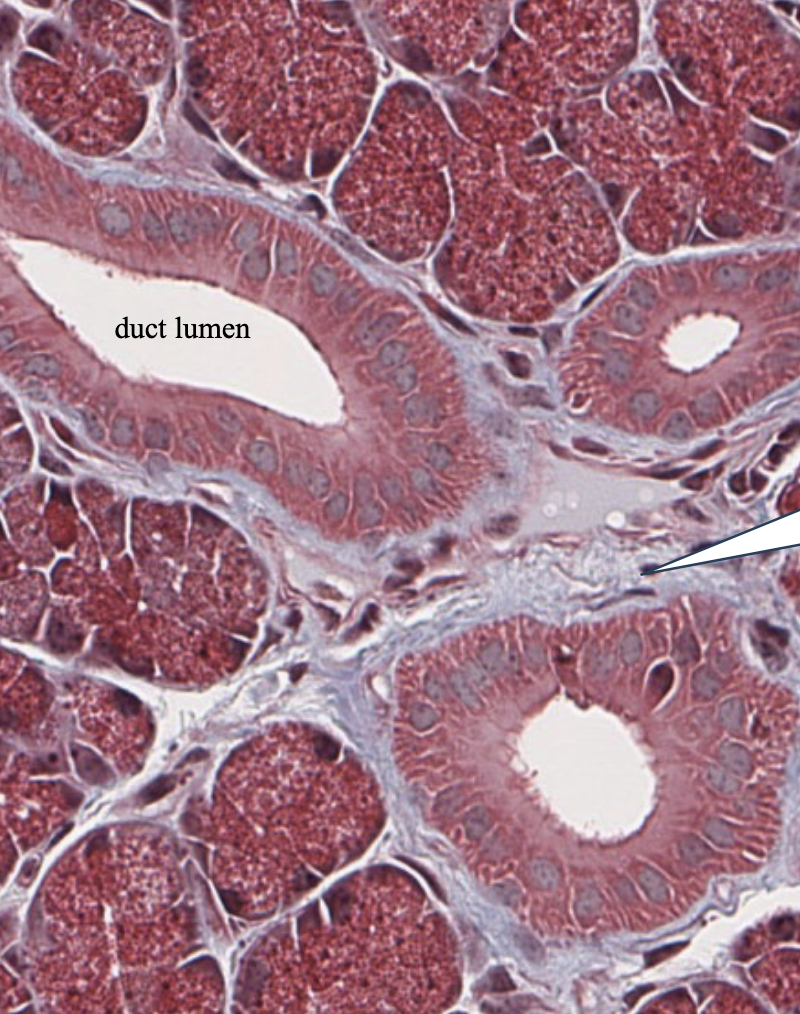 <p>in this salivary gland, what type of CT is surrounding the ducts (look where white arrow is)?</p>