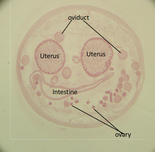 <p>Ascaris suum adult<br>female cross section</p>