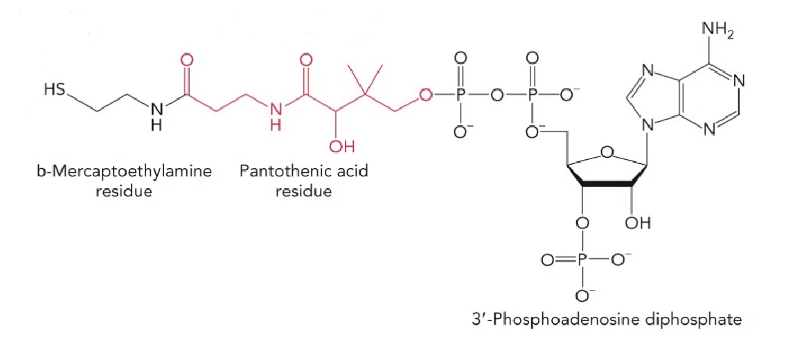 <p>What is the name of this molecule</p>
