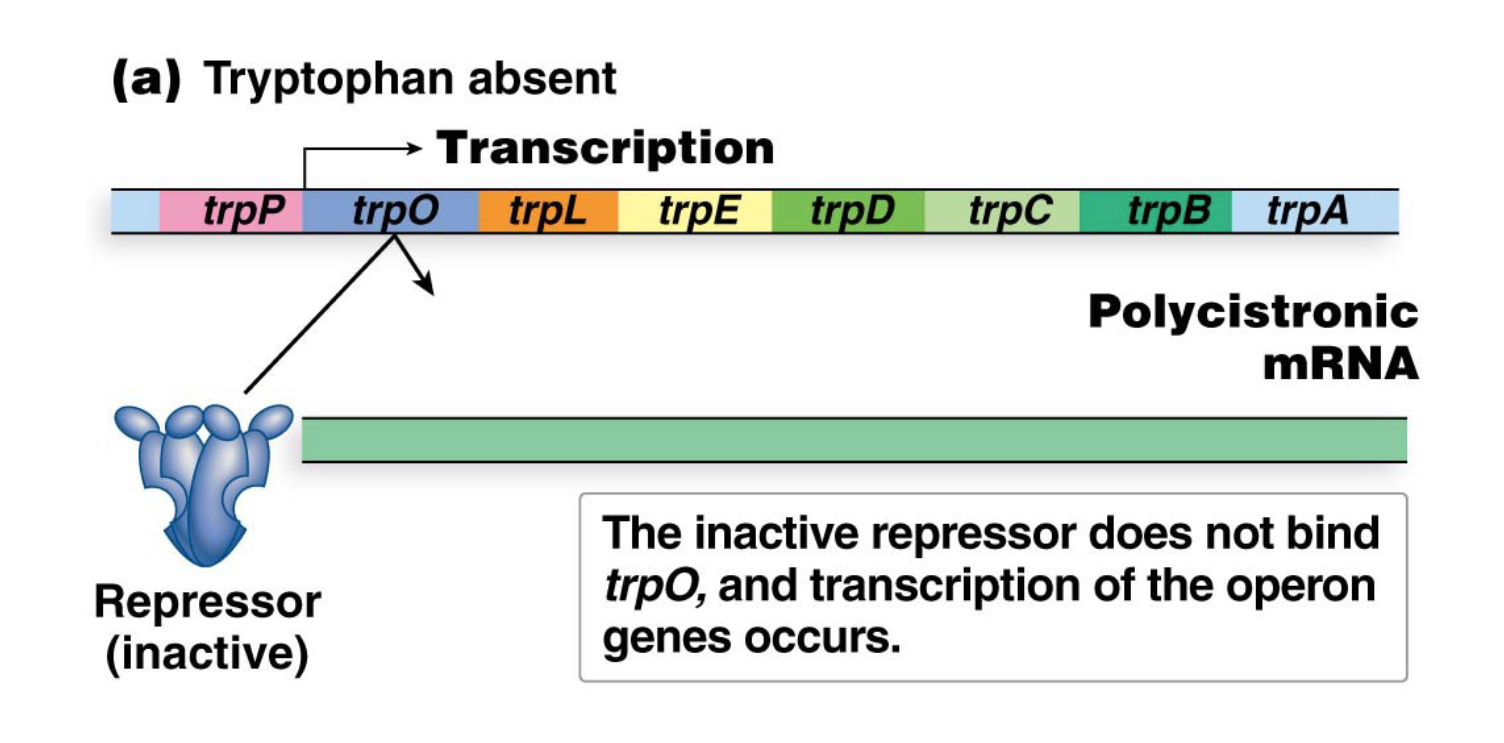 <p>When tryptophan is absent from the cell, the repressor protein cannot bind the operator, allowing for transcription of the operon (and biosynthesis of tryptophan)</p>