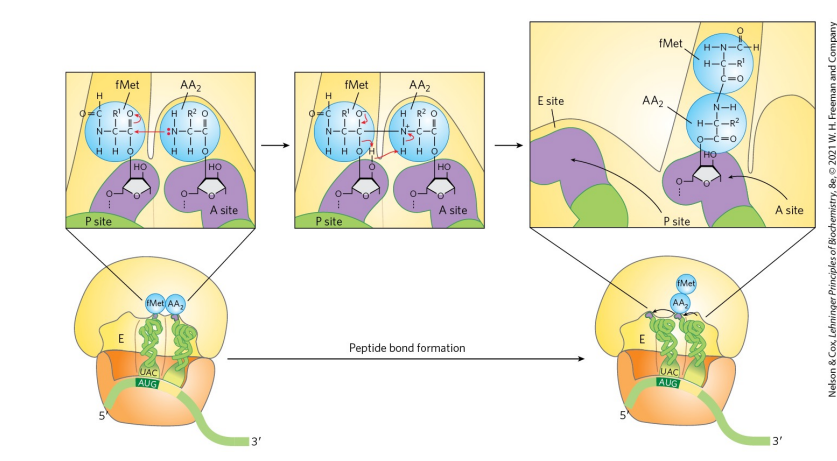 <p>The formation of a peptide bond. The N-formylmethionyl group is transferred to the amino group of the aminoacyl-tRNA in the A site to form a dipeptidyl-tRNA (alpha-amino group of the amino acid in the A site acts as the nucleophile). N-terminus faces the carbonxyl end of the last amino acid. tRNA shift to a hybrid binding state where the 3’ and 5’ ends of tRNA^fMet are in the E site and the 3’ and 5’ ends of the peptidyl-tRNA are in the P site </p>