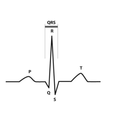 <p>What happens during the T wave?</p>