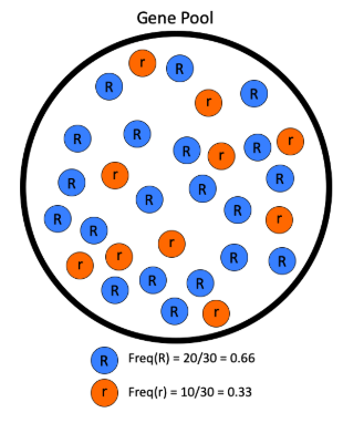 <p>Consists of all the copies of all the genes in that population</p>
