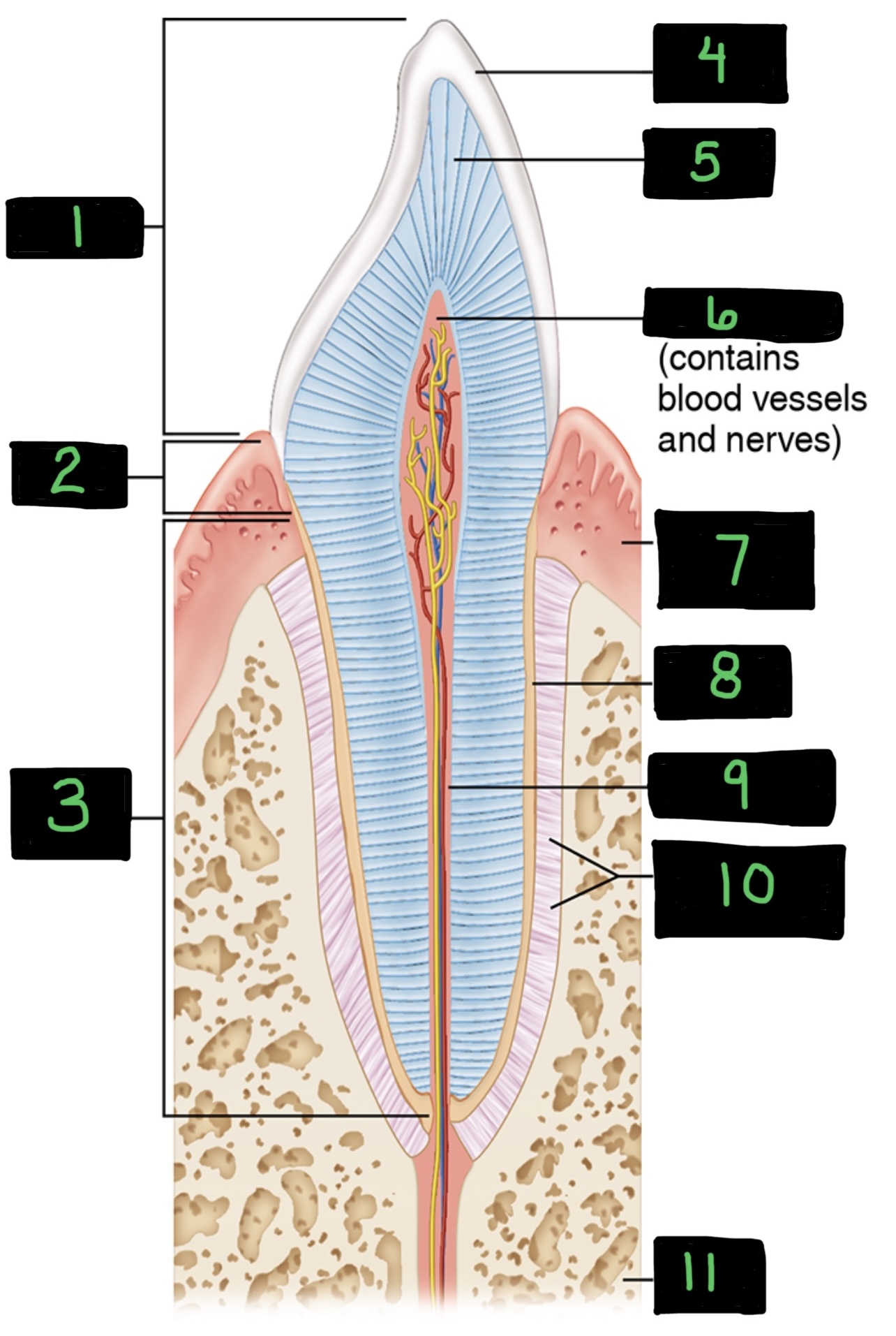 <p>7 — gingiva </p>