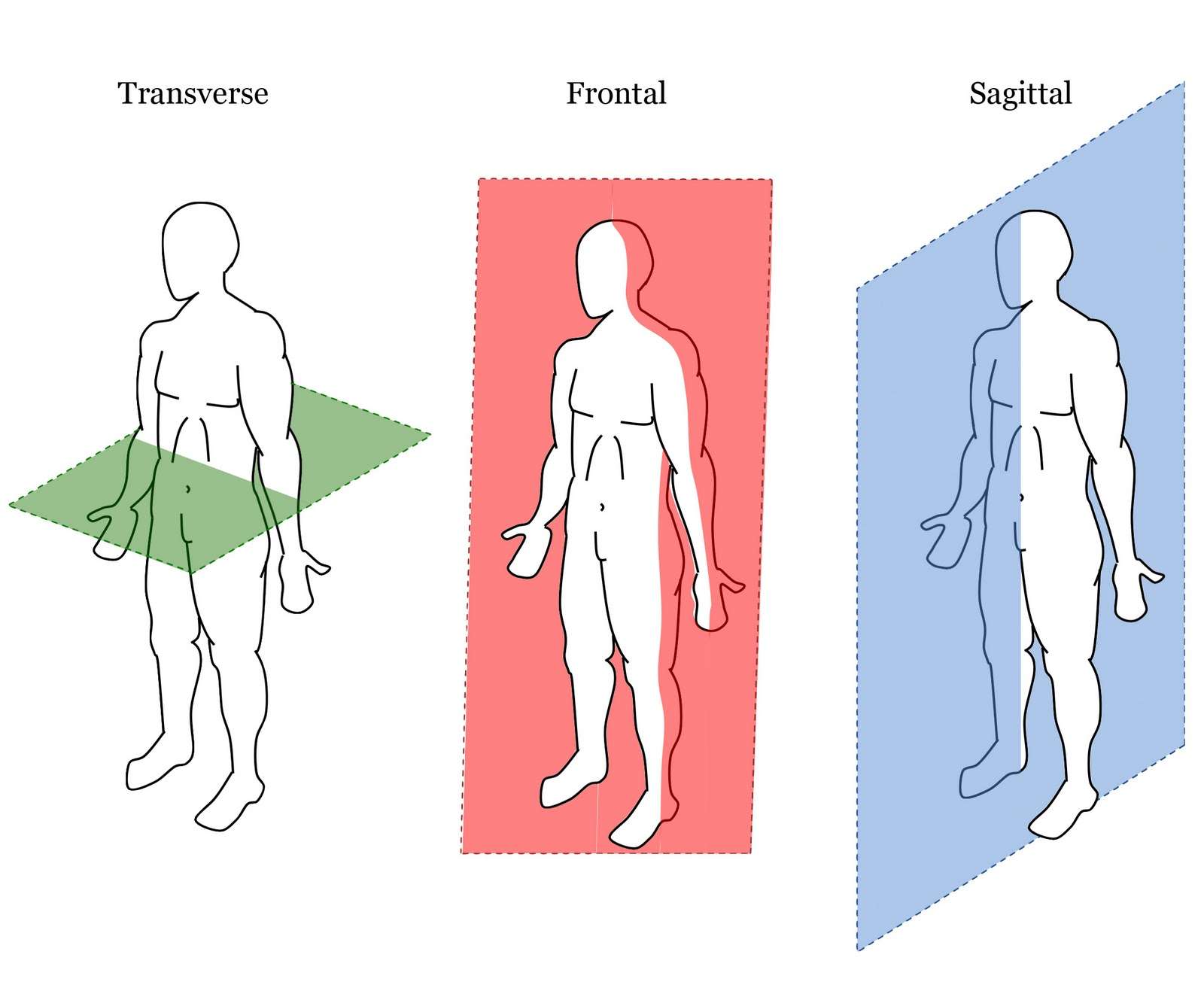 <p>Divides the body into superior and inferior parts</p><ul><li><p><em>Top and bottom sides</em></p></li></ul><p></p>