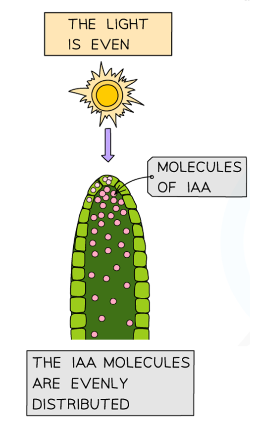 <p>The auxin is <strong>evenly distributed</strong> & the growth on all sides of the shoot is <strong>equal</strong>, meaning the <strong>shoot grows straight up</strong></p><ul><li><p>(auxins are made in the tip of the root tip)</p></li></ul><p></p>