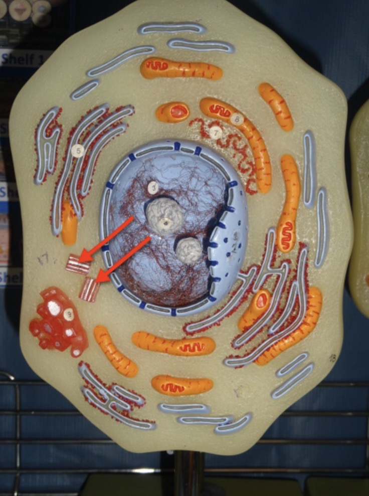 <p>Name the organelles</p>