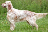 <p>welk type hond is dit</p>