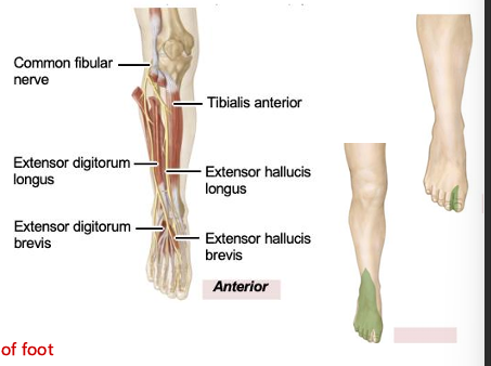 <p>sensory: anterior and lateral leg and dorsum of foot, motor: anterior leg muscles, lateral leg muscles, muscles on dorsum of foot. FOR DONOR: lateral, runs to anterior</p>