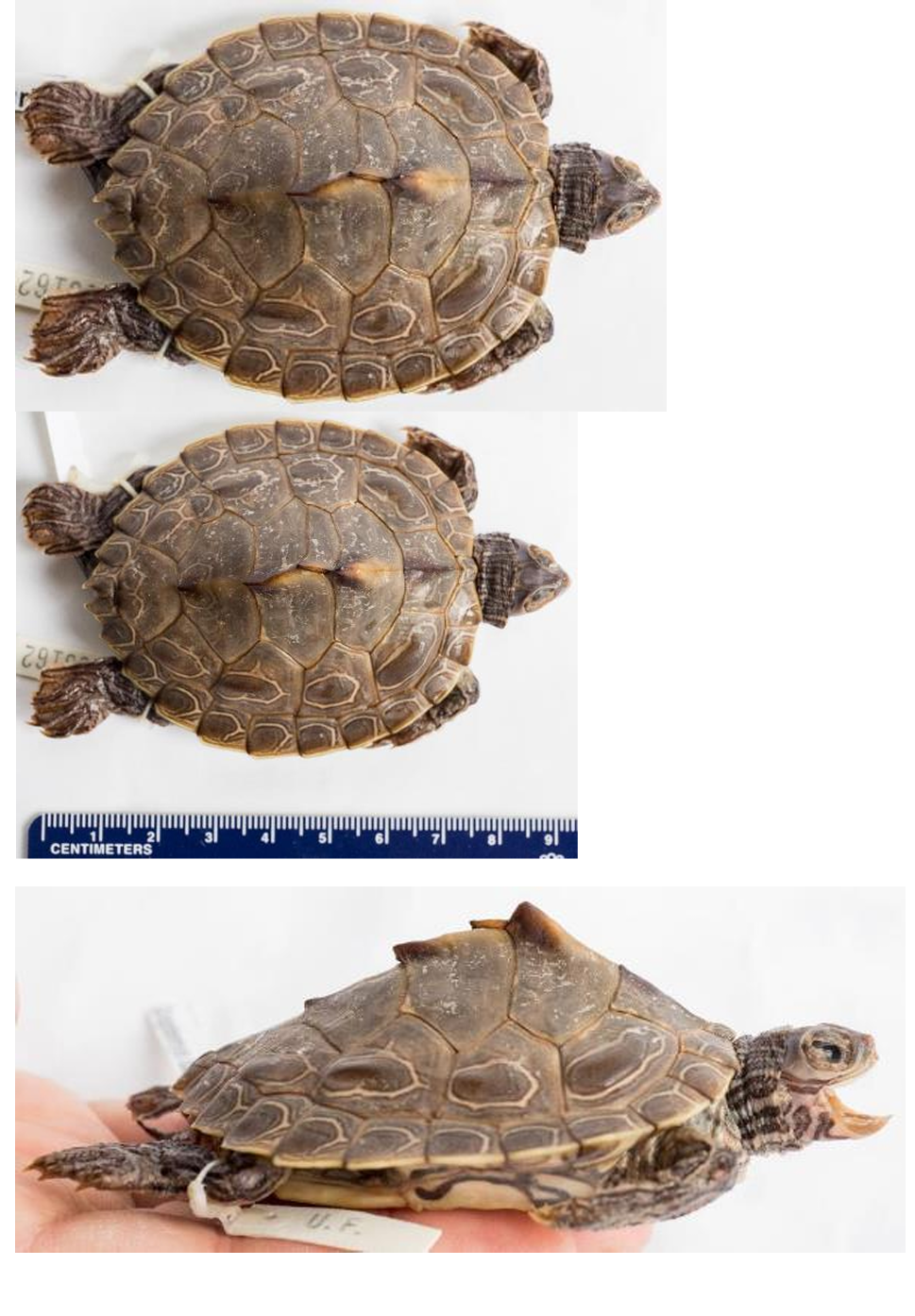 <p>Barbour's Map Turtle order & suborder</p>