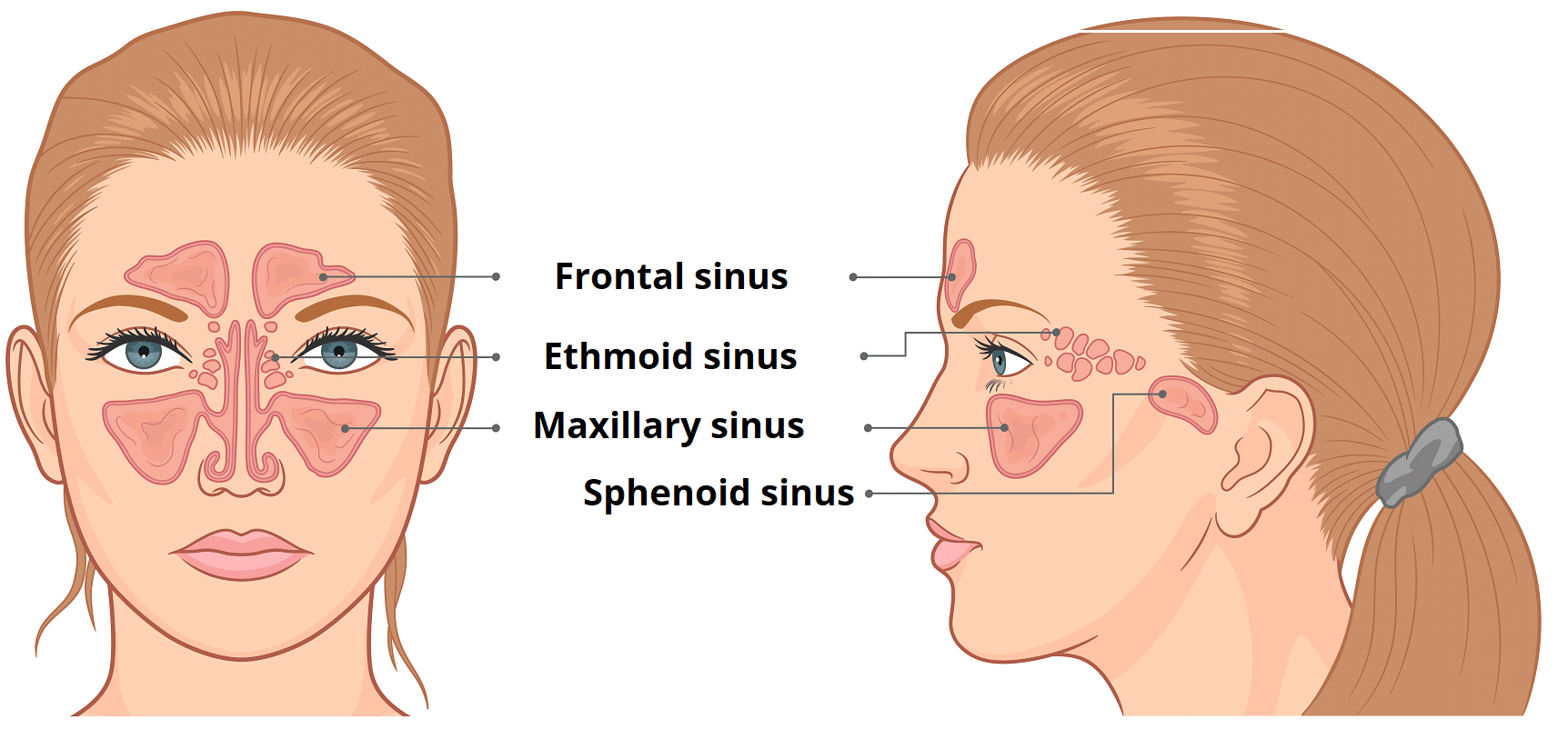<p>A sinus is an air-filled cavity within a bone. Example: frontal sinus.</p>