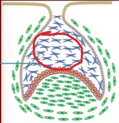 <p>INSIDE the cap</p>