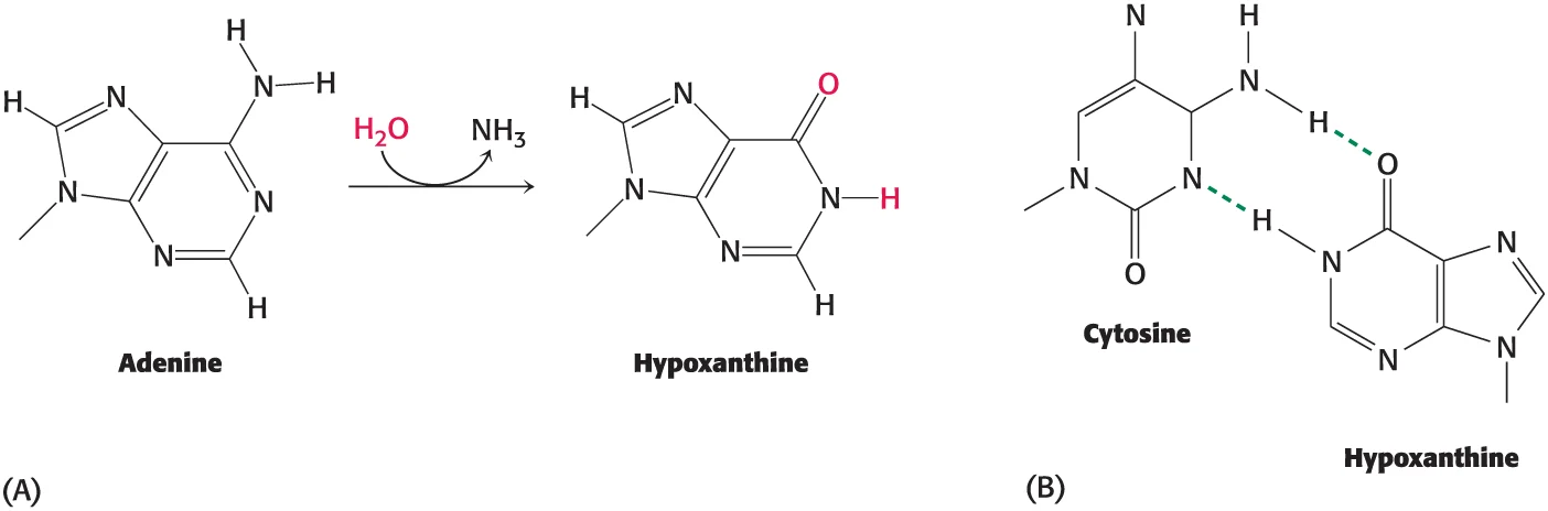 <p><span>Deamination is the removal of an amino group from an amino acid or nucleotide</span></p><p><span>Oxidation, on the other hand, refers to the addition of oxygen or the removal of hydrogen to or from a molecule (formation of 8-oxoguanine from guanine)</span></p>