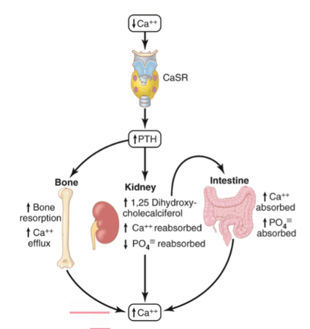<ul><li><p>GPCR on parathyroid chief cells, kidney tubules, bone cells, etc.</p></li><li><p>monitors extracellular Ca++ concentrations</p><ul><li><p>high Ca++ concentration → activates CaSR → fall in expression of hormones/mechanisms that increase Ca++ concentration in blood (ie: PTH, Vitamin D)</p></li></ul></li></ul><p></p>