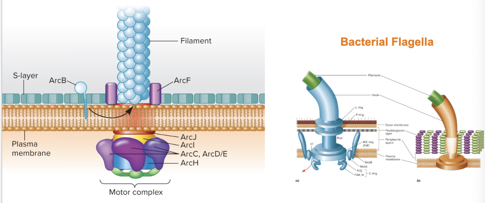 <p><span style="color: red;"><strong>Flagella are thinner than bacteria.</strong></span></p><p>Some made of more than one type of protein.</p><p>Filament is not hollow.</p><p><u>Rotation:</u></p><ul><li><p><span style="color: red;"><strong>Powered by ATP hydrolysis instead of proton motive force.</strong></span></p></li><li><p><span style="color: red;"><strong>Direction moves cell forward or backwards rather than runs and tumbles.</strong></span></p></li><li><p><span style="color: red;"><strong>Swimming motility has extremely fast speeds.</strong></span></p></li></ul><p></p>