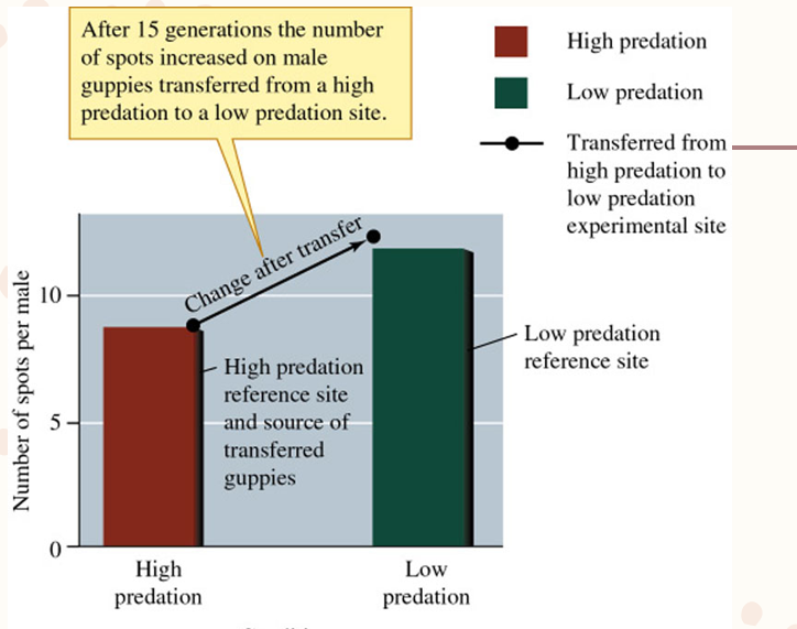 <p>Basically the same as the greenhouse experiment design except for in the wild</p>