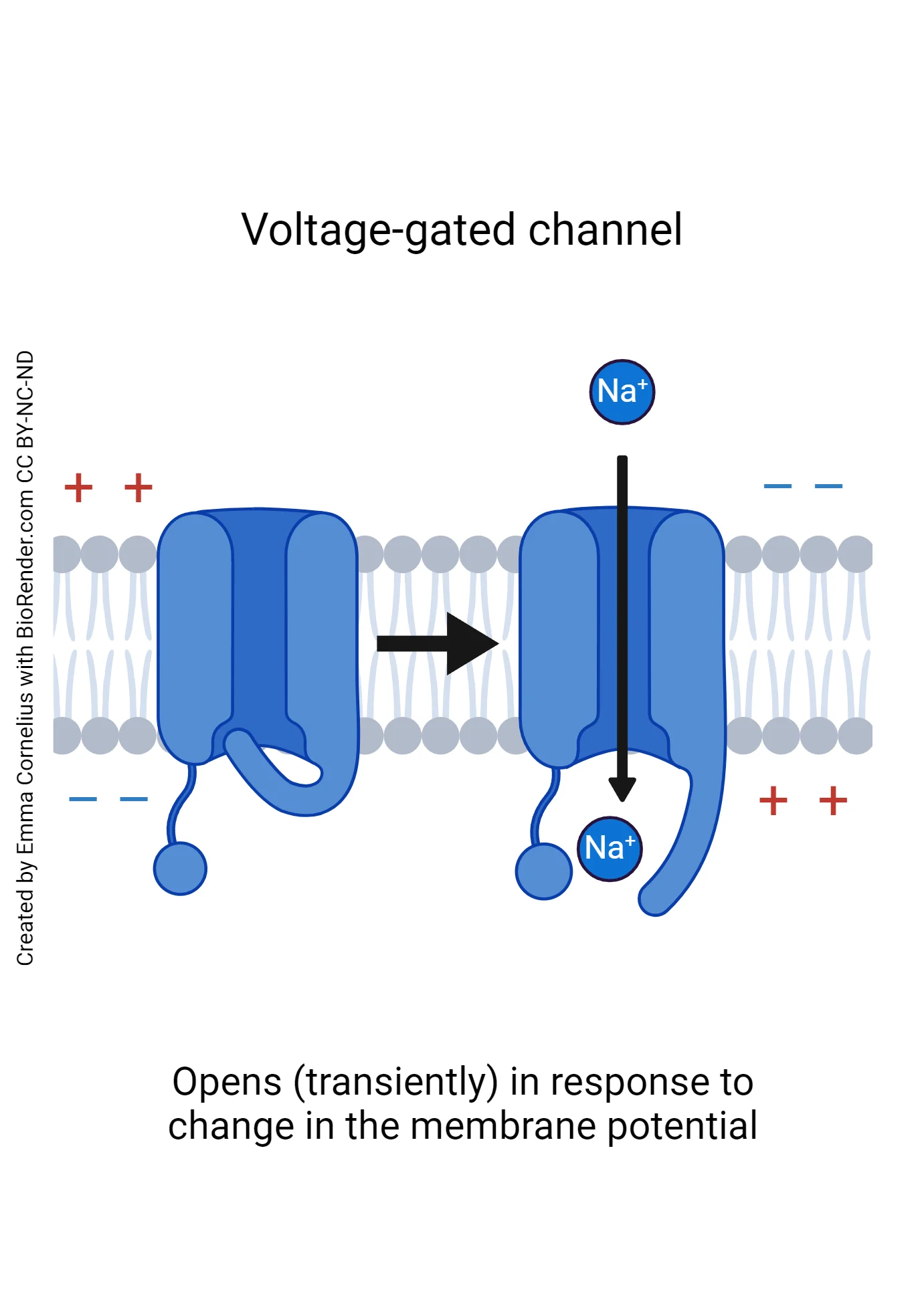 <p>What opens a voltage-gated ion channel?</p>